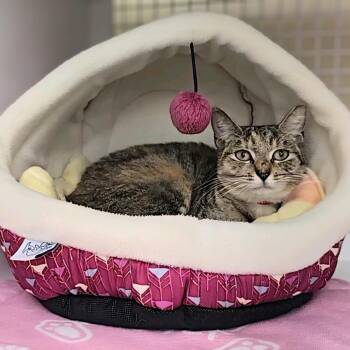 Domestic Short Hair Cats Available for Adoption in Buffalo, New York - Kaya | PetCurious