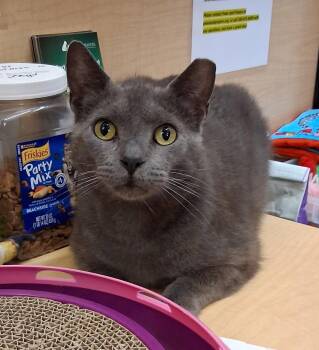 Russian Blue and Domestic Short Hair Cats Available for Adoption in Cuyahoga Falls, Ohio - Thumbtack @ Medina Petsmart (video!) | PetCurious