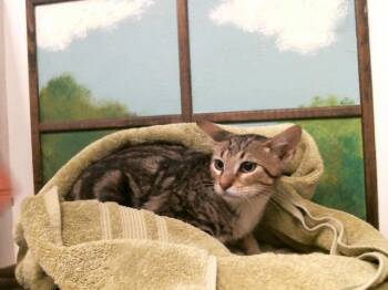 CHESTER -  Domestic Short Hair Cat for Adoption in Houston, Texas - CHESTER | PetCurious
