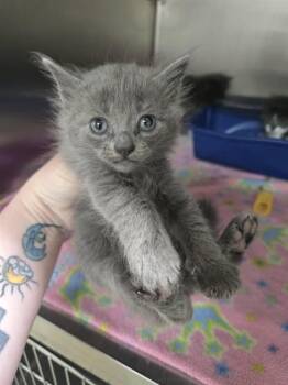 OMBRE -  Domestic Short Hair Cat for Adoption in Easton, Maryland - OMBRE | PetCurious