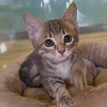Propeller -  Domestic Short Hair Cat for Adoption in Abilene, Texas - Propeller | PetCurious