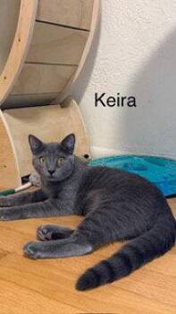 Russian Blue and Domestic Short Hair Cats Available for Adoption in Oakland Park, Florida - Keira | PetCurious