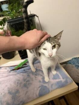 Madame -  Domestic Short Hair Cat for Adoption in Fort Collins, Colorado - Madame | PetCurious