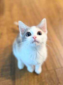 Pistachio -  Domestic Short Hair Cat for Adoption in Richmond, Kentucky - Pistachio | PetCurious
