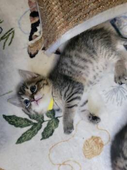 SUPER DOOPER COOPER TROOPER -  Domestic Short Hair Cat for Adoption in Omaha, Nebraska - SUPER DOOPER COOPER TROOPER | PetCurious