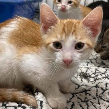 Sir Aspen -  Domestic Short Hair Cat for Adoption in Inwood, West Virginia - Sir Aspen | PetCurious