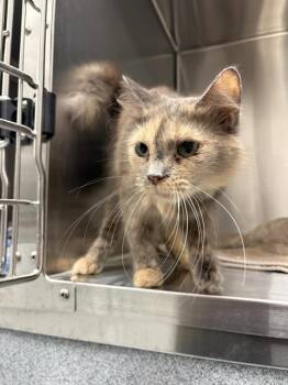 HONEY -  Domestic Short Hair Cat for Adoption in Indianapolis, Indiana - HONEY | PetCurious