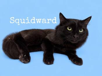 Squidward -  Domestic Long Hair Cat for Adoption in Rutherfordton, North Carolina - Squidward | PetCurious