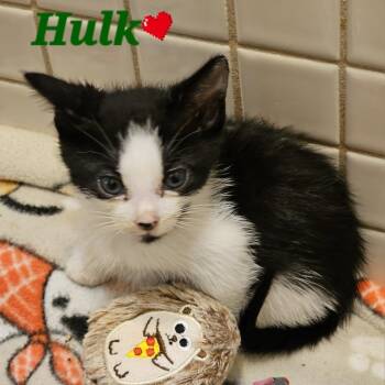 Domestic Short Hair Cats Available for Adoption in Westminster, California - Hulk | PetCurious