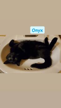 Onyx -  Domestic Medium Hair Cat for Adoption in Crown Point, Indiana - Onyx | PetCurious