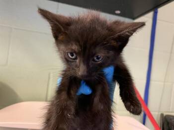 Rescue Domestic Short Hair Cats for Adoption in Grand Prairie, Texas - APPLE HEAD | PetCurious
