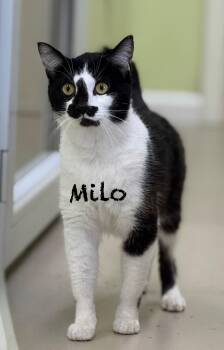 Domestic Short Hair Cats Available for Adoption - Milo | PetCurious