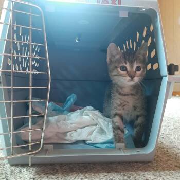 Linda kitten C -  Tabby Cat Available for Adoption in Snyder, Texas - Linda Kitten C | PetCurious