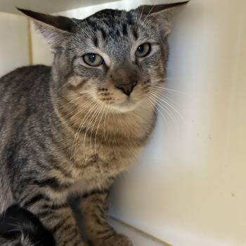 Rescue Domestic Short Hair Cats for Adoption in Mokena, Illinois - Marky Mark | PetCurious