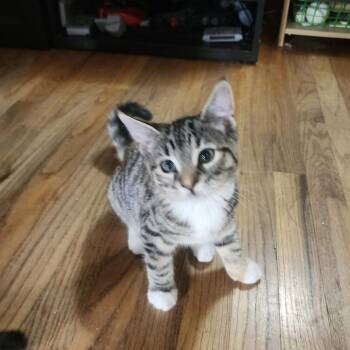 Cinder -  Domestic Short Hair Cat for Adoption in Gladstone, Oregon - Cinder | PetCurious