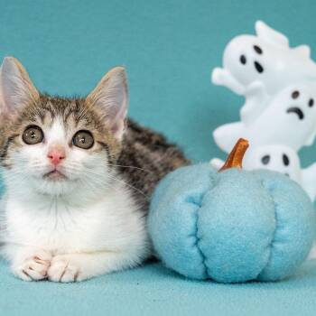 Rescue Domestic Short Hair and Tabby Cats for Adoption in Mastic, New York - Flora | PetCurious