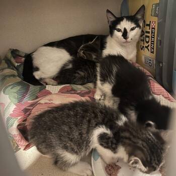 Trinity -  Domestic Short Hair Cat for Adoption in Normal, Illinois - Trinity | PetCurious