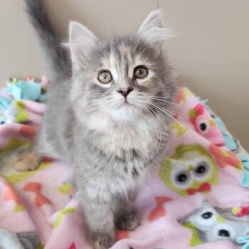 Dilute Tortoiseshell Cats Available for Adoption in Marshfield, Wisconsin - Goomy | PetCurious