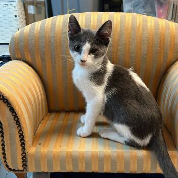Gopher -  Domestic Short Hair Cat for Adoption in Granville, Ohio - Gopher | PetCurious