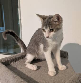Rescue Domestic Short Hair Cats for Adoption in Boca Raton, Florida - Ash Da Bomb FIV+ | PetCurious