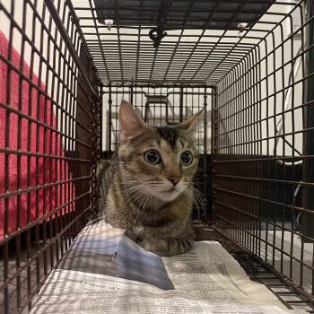 Domestic Short Hair Cats Available for Adoption in Tampa, Florida - Carmelo | PetCurious