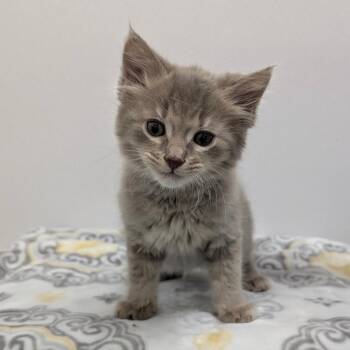 Domestic Medium Hair Cats Available for Adoption - Holmes | PetCurious