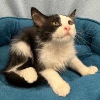 Truvia -  Domestic Long Hair Cat for Adoption in Green Valley, Arizona - Truvia | PetCurious