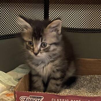 Bomb Pop -  Domestic Long Hair Cat for Adoption in Canton, Illinois - Bomb Pop | PetCurious