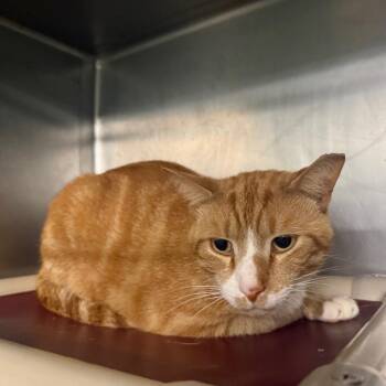 Simba 2630 -  Domestic Short Hair Cat for Adoption in Hamilton, Georgia - Simba 2630 | PetCurious