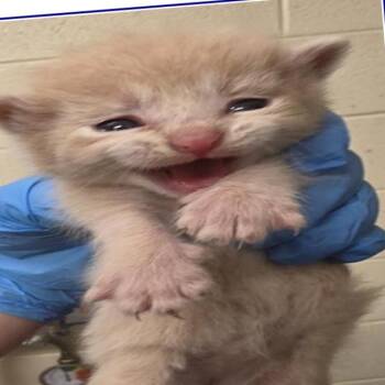 Fang -  Domestic Short Hair Cat for Adoption in Grantsville, Utah - Fang | PetCurious