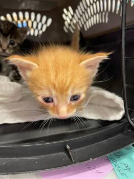 Rescue Domestic Short Hair Cats for Adoption in Palmetto, Florida - OLIVER | PetCurious