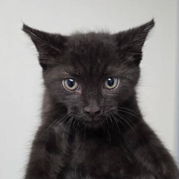 Hotdog -  Domestic Short Hair Cat for Adoption in Concord, North Carolina - Hotdog | PetCurious