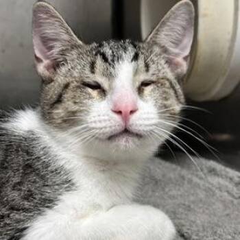Austin -  Domestic Short Hair Cat for Adoption in Athens, Georgia - Austin | PetCurious