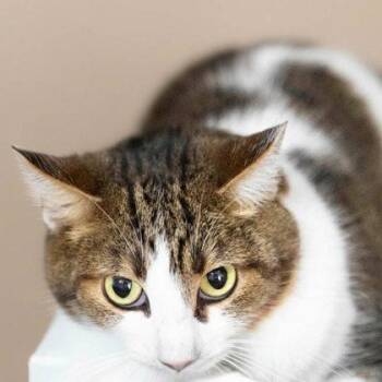 Domestic Short Hair and American Shorthair Cats Available for Adoption - Nico | PetCurious