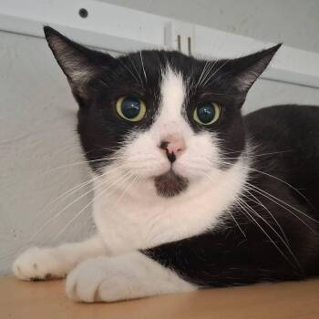 Spinelli -  Domestic Short Hair Cat for Adoption in Shippenville, Pennsylvania - Spinelli | PetCurious