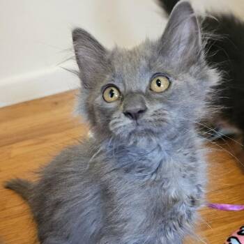 Tribble -  Domestic Medium Hair Cat for Adoption in Boulder, Colorado - Tribble | PetCurious