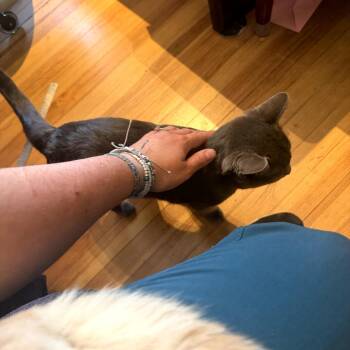 Domestic Short Hair Cats Available for Adoption in Melrose, Florida - Elvis | PetCurious