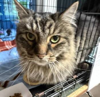 Tigger Fluffy -  Domestic Long Hair Cat for Adoption in Windsor, Connecticut - Tigger Fluffy | PetCurious