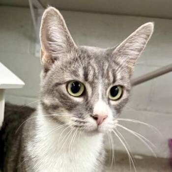Treble -  Domestic Short Hair Cat for Adoption in Sacramento, California - Treble | PetCurious