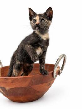 Sweet Pea -  Domestic Short Hair Cat for Adoption in Bowling Green, Kentucky - Sweet Pea | PetCurious