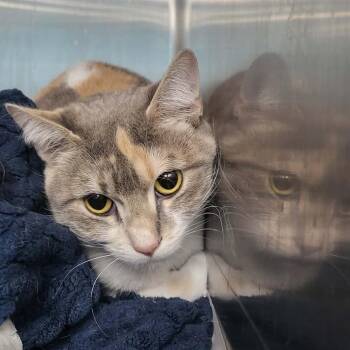 Domestic Short Hair Cats Available for Adoption - Cyrus | PetCurious