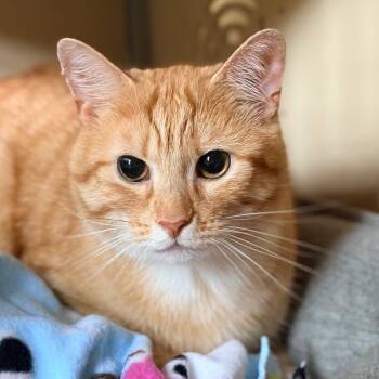 Sampson -  Domestic Short Hair Cat for Adoption in Aldie, Virginia - Sampson | PetCurious