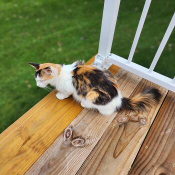 FOUND Mantorville -  Domestic Long Hair Cat for Adoption in Rochester, Minnesota - FOUND Mantorville | PetCurious