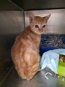 Rescue Domestic Short Hair Cats for Adoption in Zimmerman, Minnesota - Shorty | PetCurious