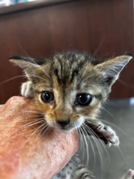 Domestic Short Hair Cats Available for Adoption in Gautier, Mississippi - Wendy | PetCurious