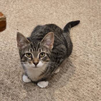 Hattie -  Domestic Short Hair and Tabby Cat for Adoption in Mastic, New York - Hattie | PetCurious