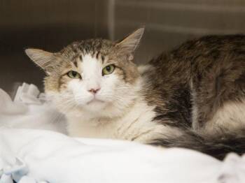 Domestic Medium Hair Cats Available for Adoption in Phoenix, Arizona - GRAYSON | PetCurious