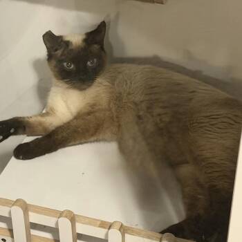 Annie -  Siamese Cat for Adoption in Spokane, Washington - Annie | PetCurious