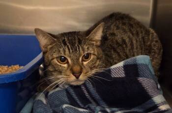 Domestic Short Hair Cats Available for Adoption in Ocala, Florida - Madame Sparkles | PetCurious