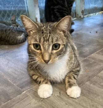 Rescue Domestic Short Hair Cats for Adoption in Huntington, New York - Aiden | PetCurious